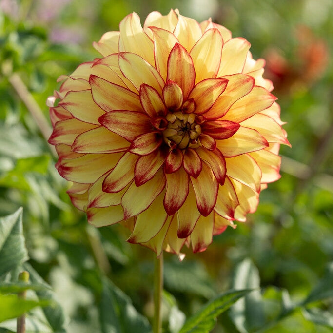 Dahlia Dekorativ Lady Darlene 1-pakke
